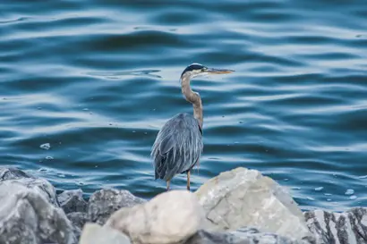 un heron