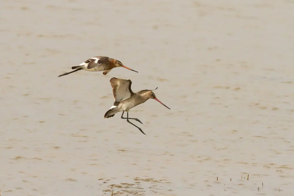 oiseau baie de somme