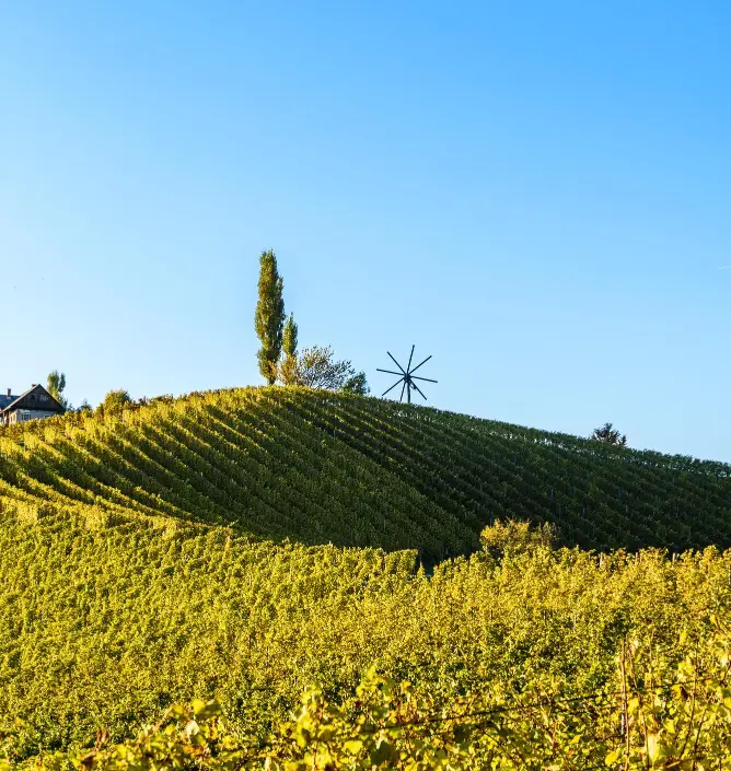 des vignobles bordelais